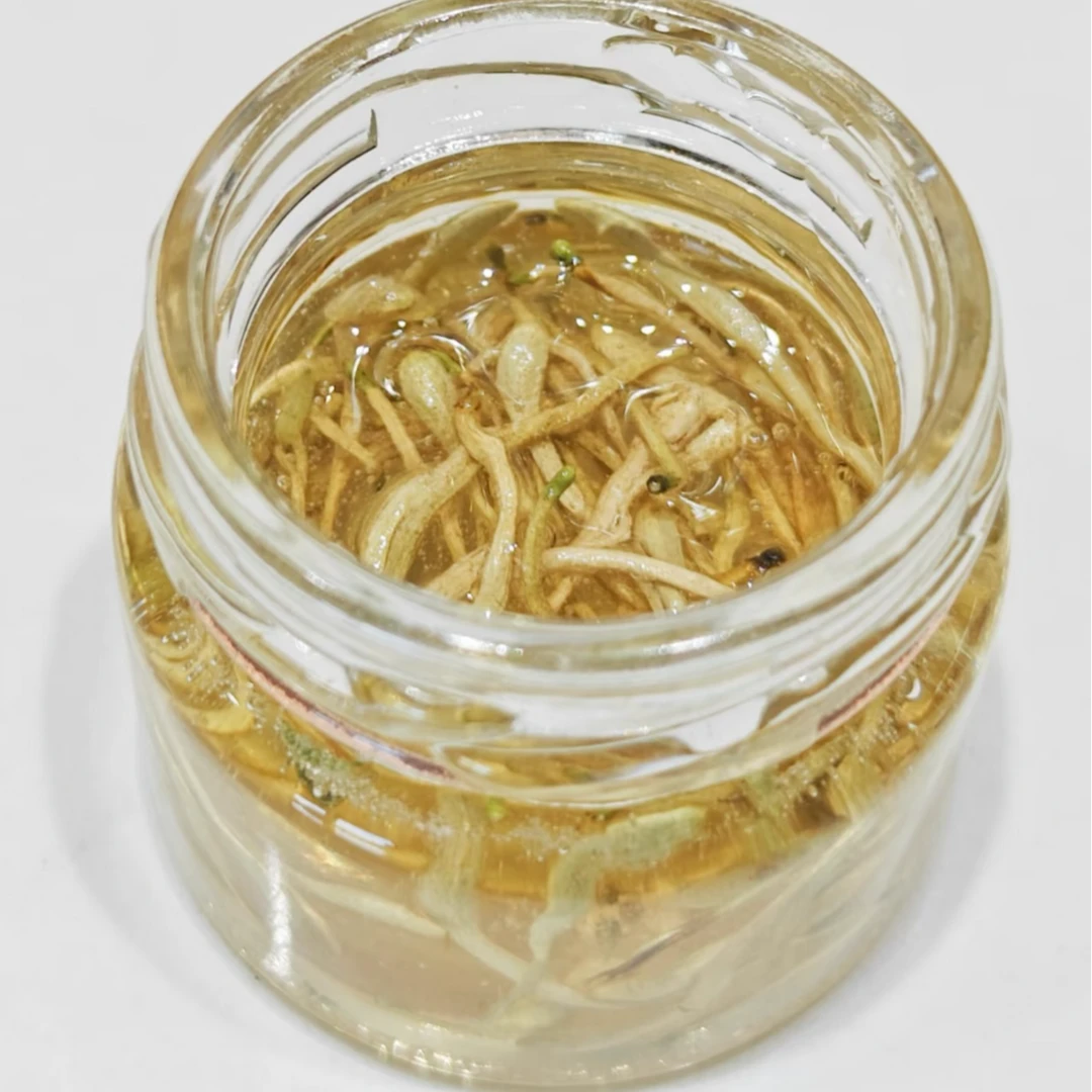 【御膳】金银花泡蜜