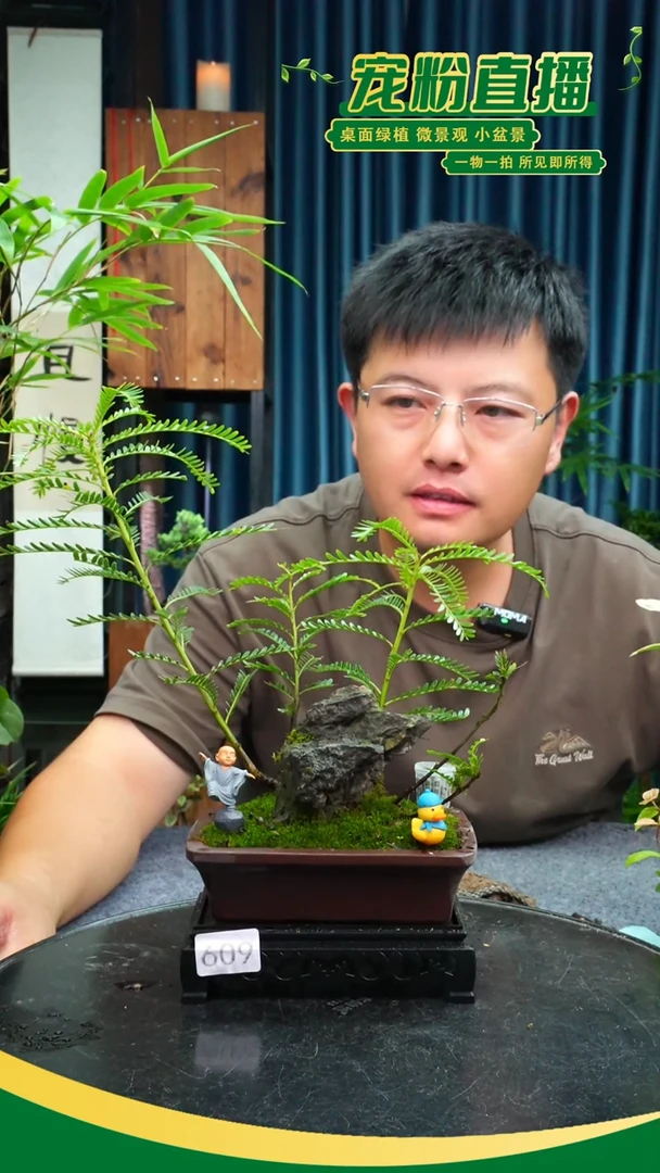 无花朵风*子苔藓微景观609号