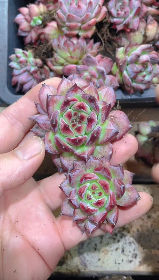 327卡系     2颗量拍