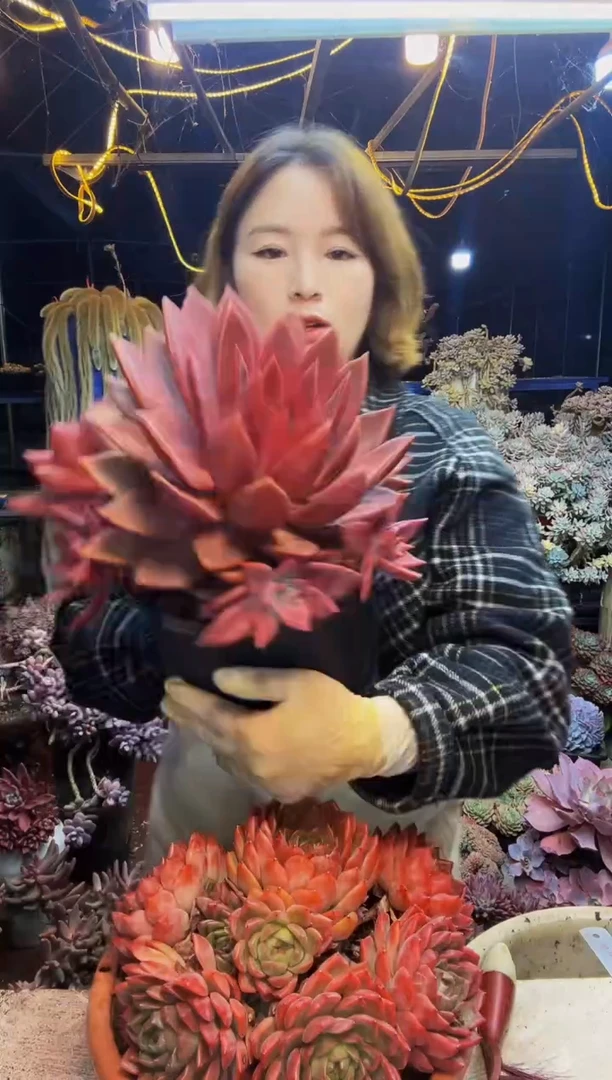 方*其红鸾加红唐卡一物一拍方姐