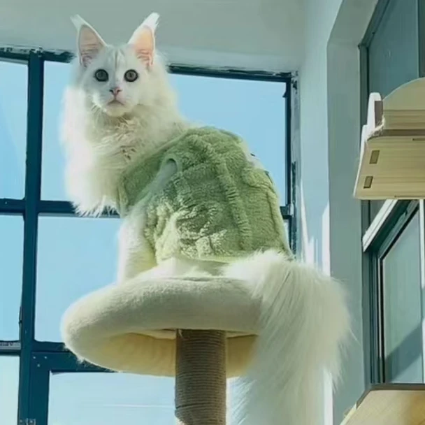 YY缅因猫宠物猫咪