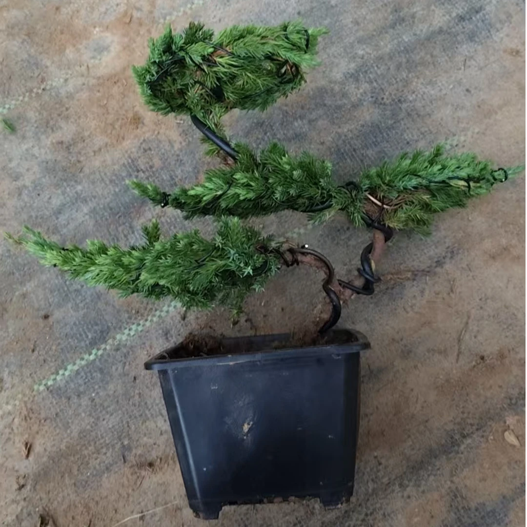 直播松柏类盆景一物一拍(请勿乱拍