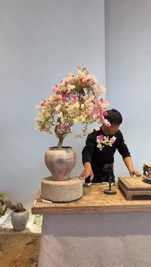 以实际为准三角梅15