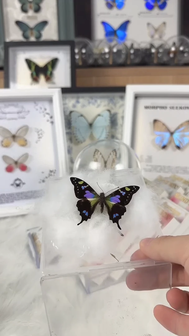 真实天然蝴蝶标本
