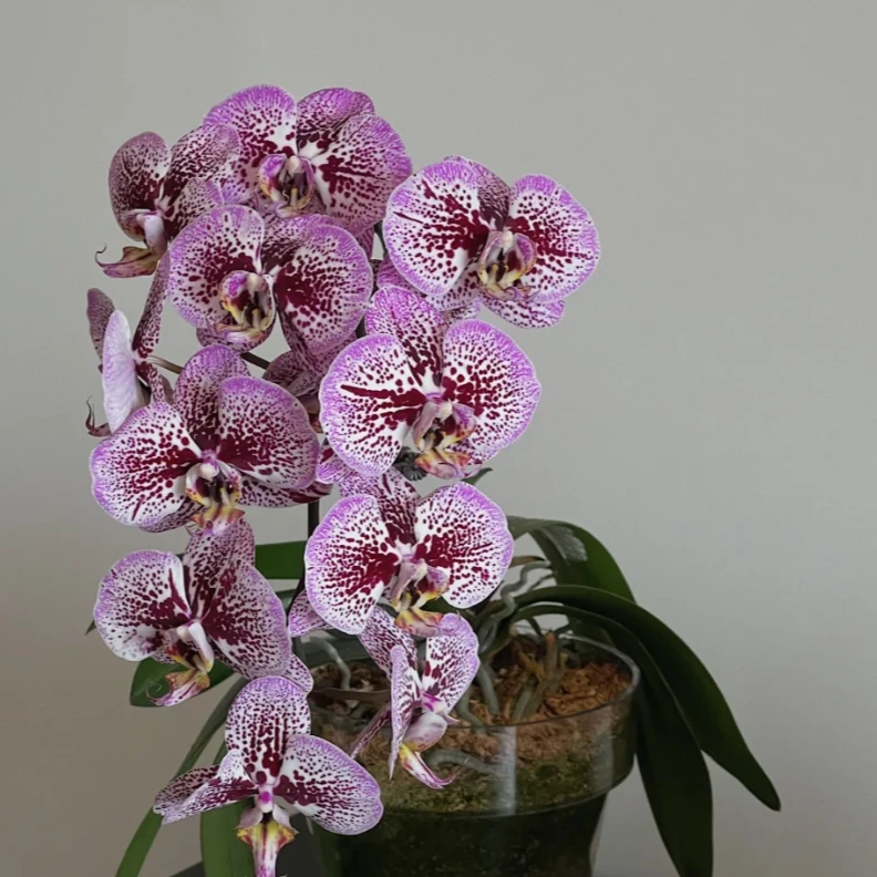 蝴蝶兰——安道尔蝴蝶兰(任意两颗包邮只拍一颗发苗)