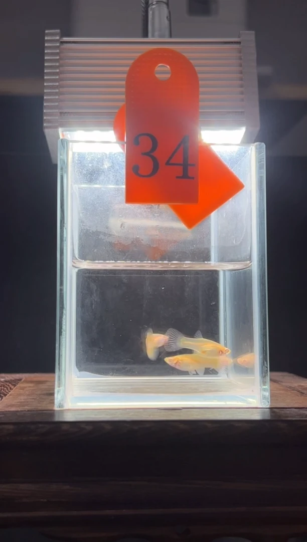 孔雀鱼金粉孔雀鱼编号34