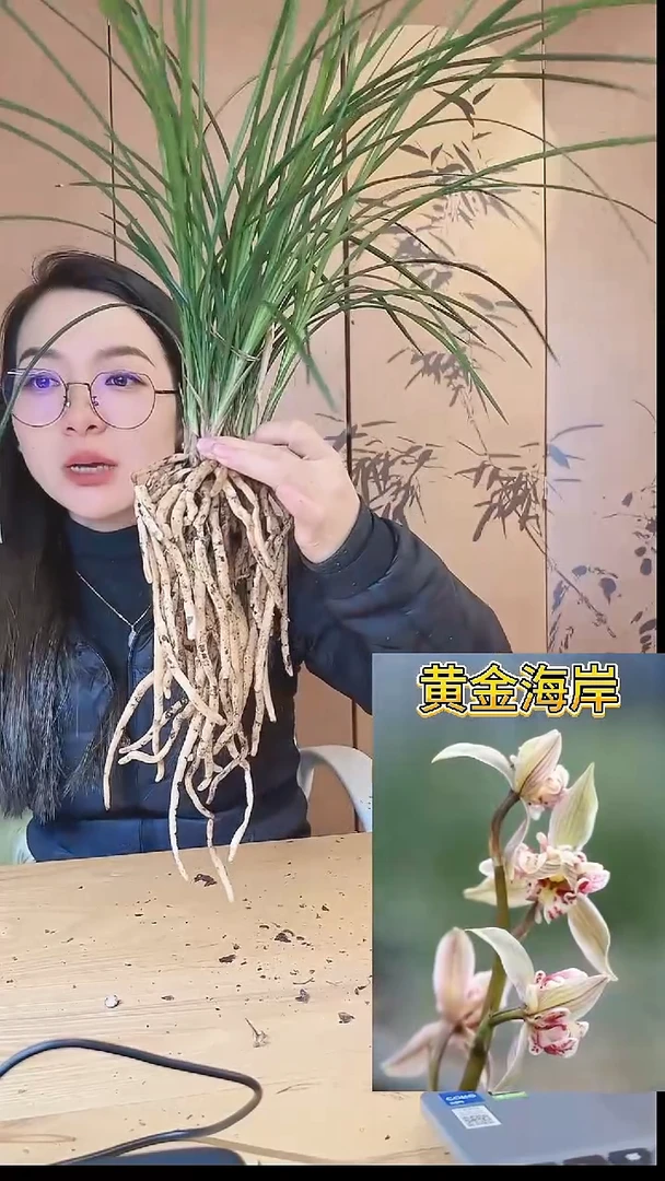 当前无花栽培后可以开花：黄金海岸