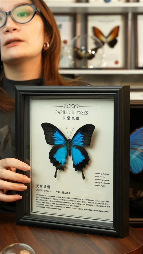 天堂凤蝶-中文（10寸欧式黑框）A413