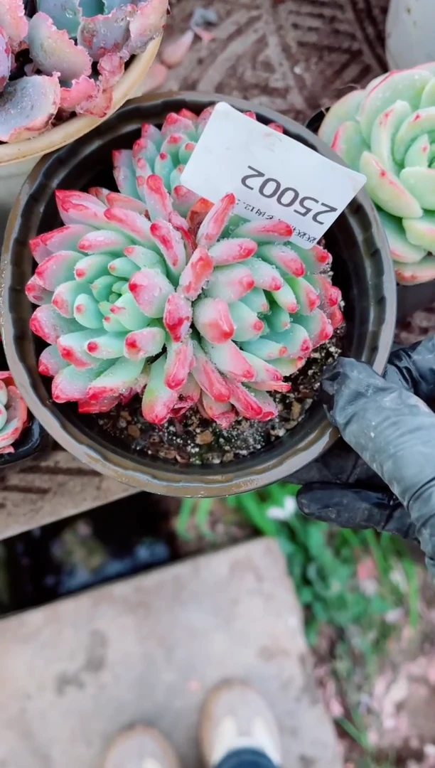 哇*跃跃精品多肉25002