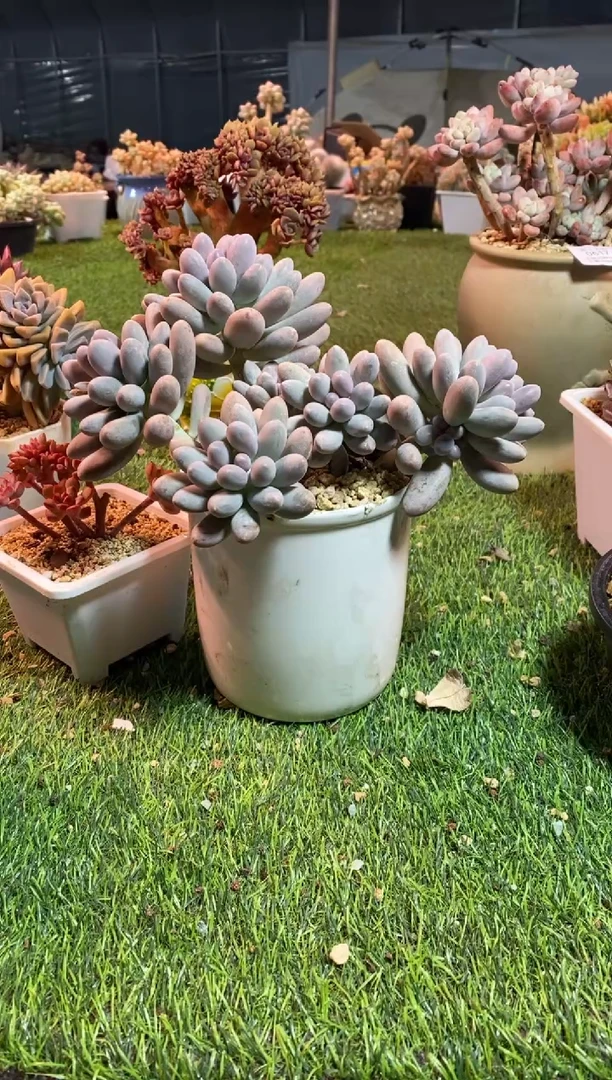 【闪购商品】0569a