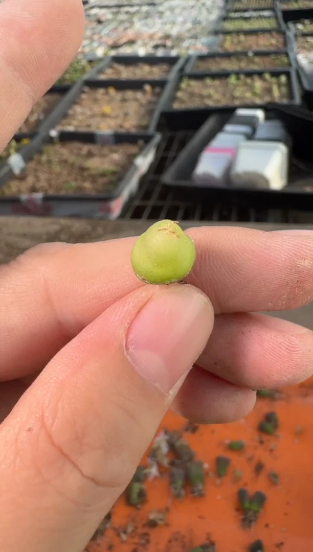 29-323多肉植物肉锥