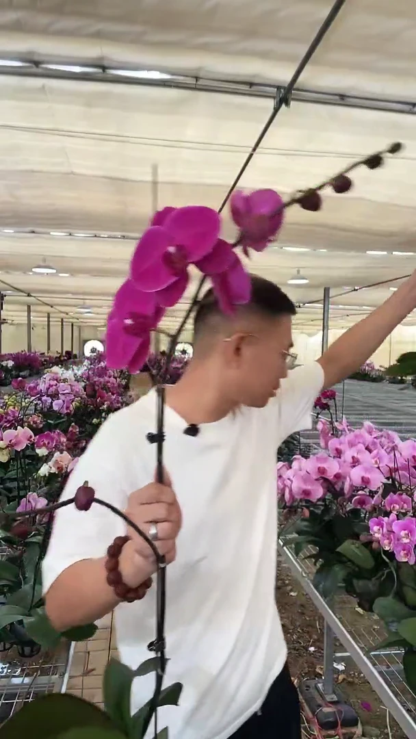 完全开放超大辣椒1棵