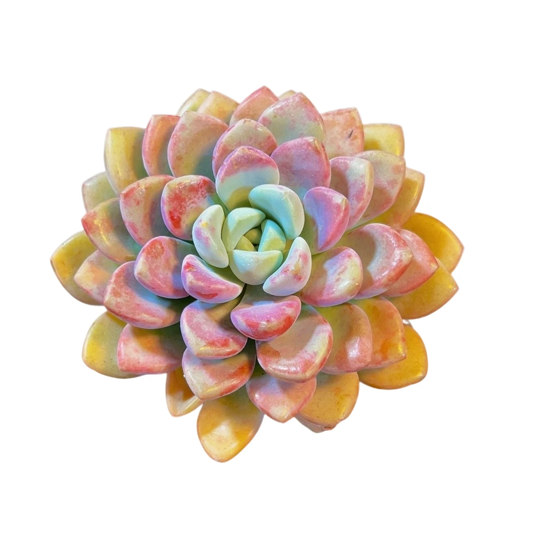 【花斑鹿】带盆土发 多肉植物盆栽 喜阳耐旱 多肉2单包邮盆土不售后