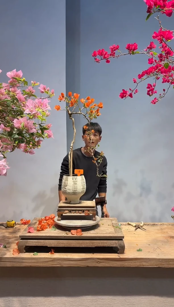 以实际为准一**顺三角梅78