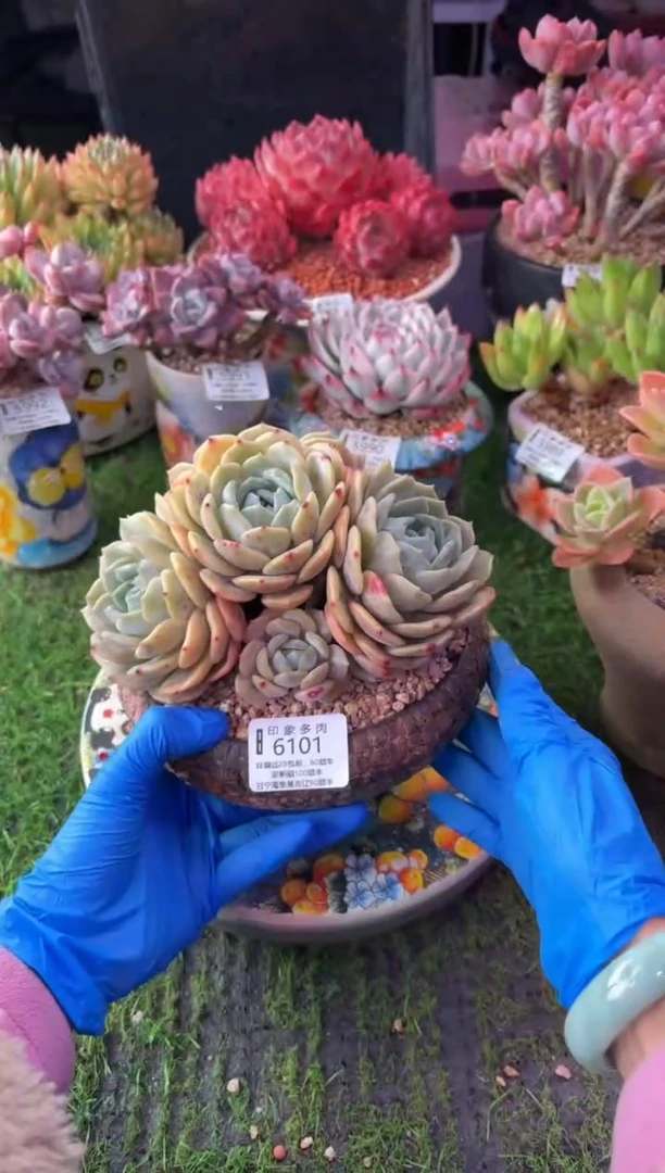 昆明印象多肉6101