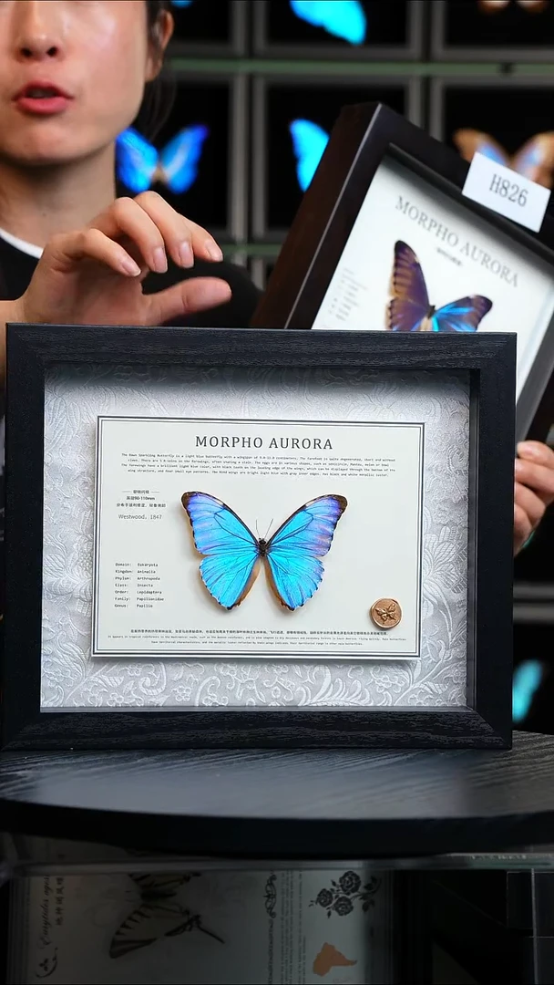 黎明闪蝶标本摆件绢布款