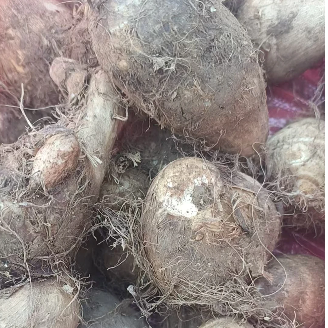 田田专属 云贵州芋头现挖