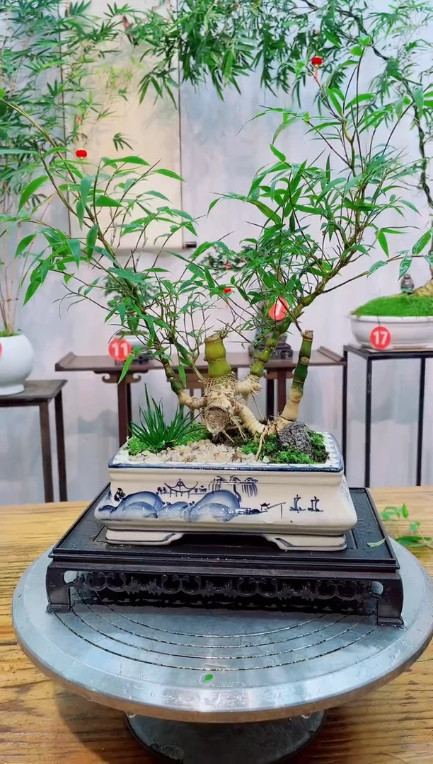 【闪购商品】竹子盆景竹子盆景