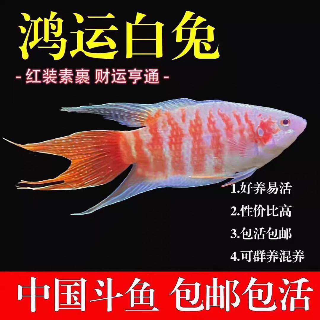 观赏鱼鸿运白兔中国斗鱼活鱼免打氧淡水鱼苗观赏鱼好养懒人冷水鱼