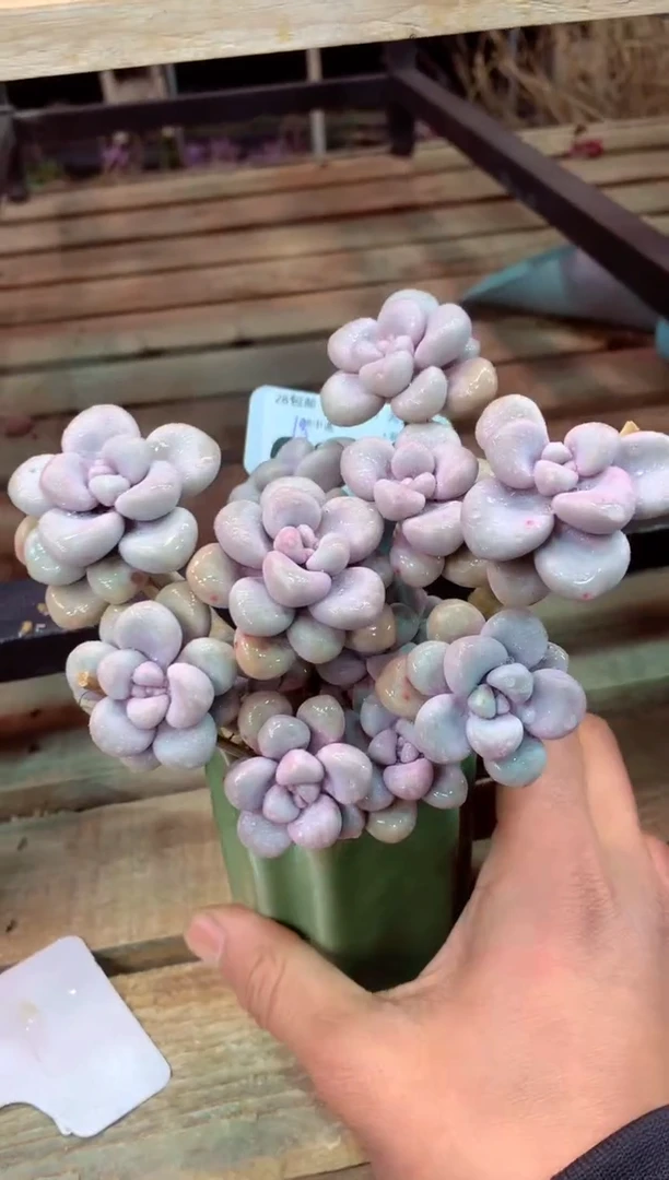 004R（一物一拍，精品多肉，所见即所得 ）