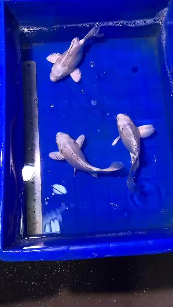 蝴蝶鲤鱼蝴蝶鲤直播选鱼专用链接 凭开箱视频售后 短尾