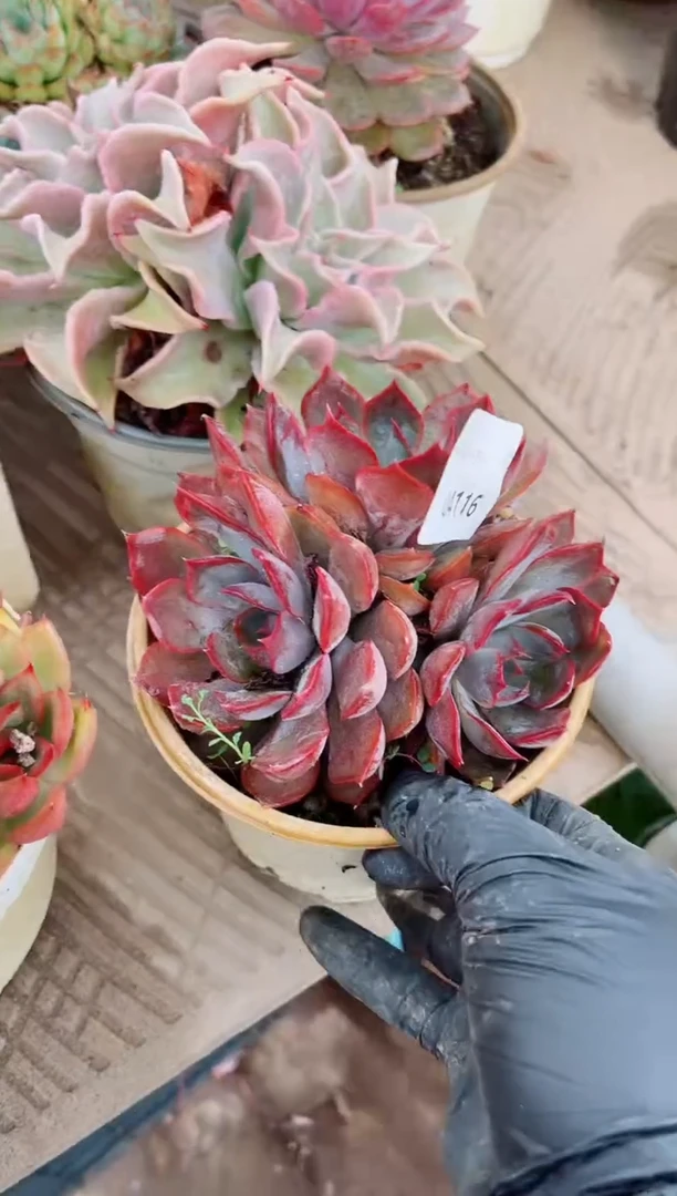 爱****果04117多肉植物一物一拍