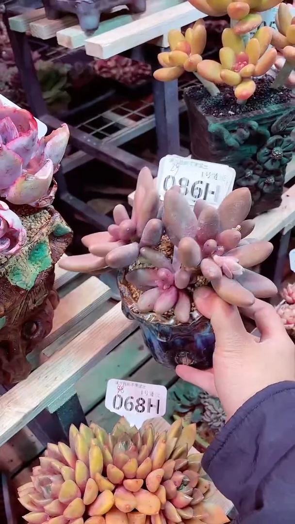 【闪购商品】086HHH