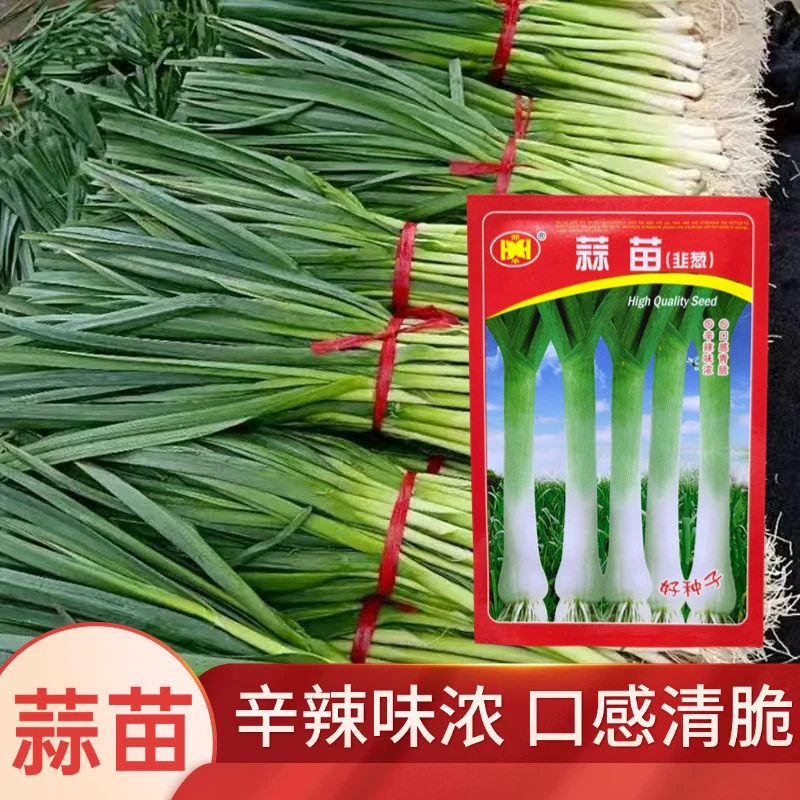 蒜苗种子花旗韭葱种子韭葱种子韭葱四季播春夏秋耐热耐寒高产菜籽