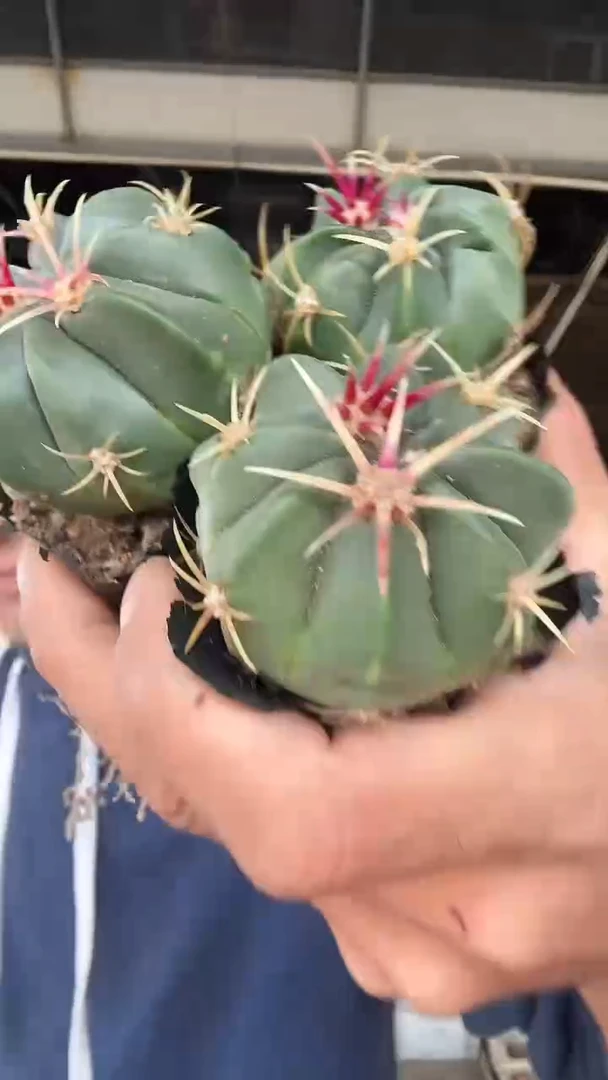 实生赤城三颗9.99