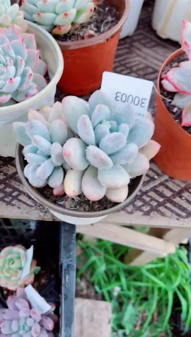 清*?跃跃精品多肉30003