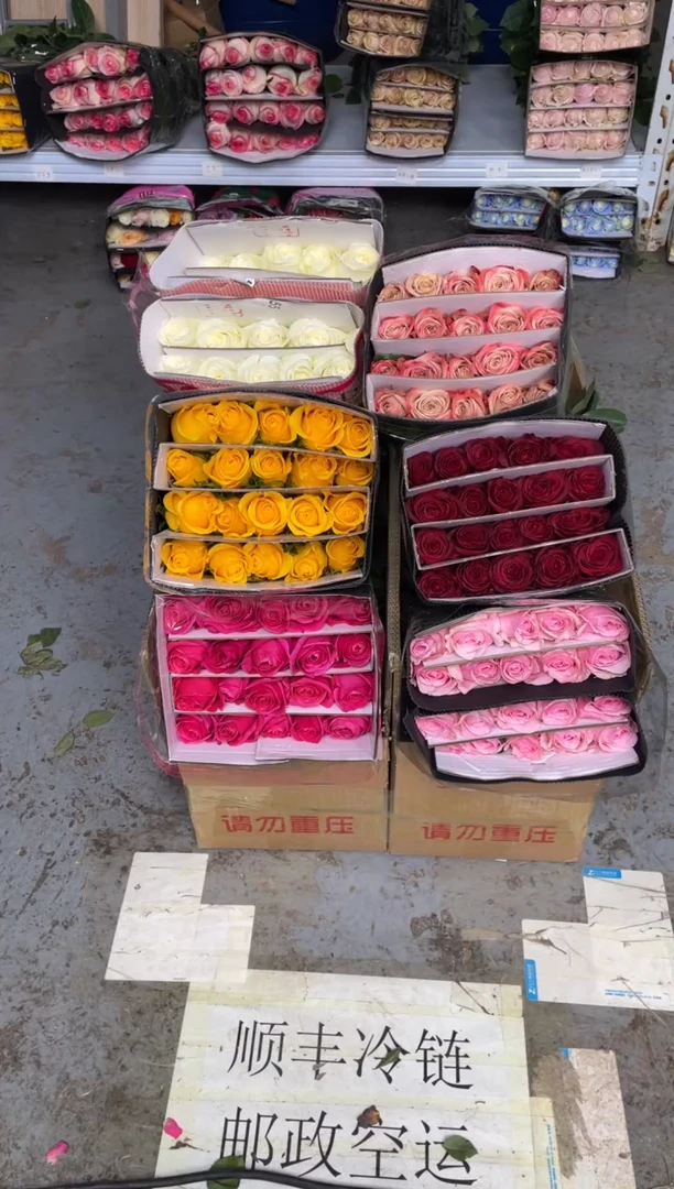 单头玫瑰60枝（任意3个品种）