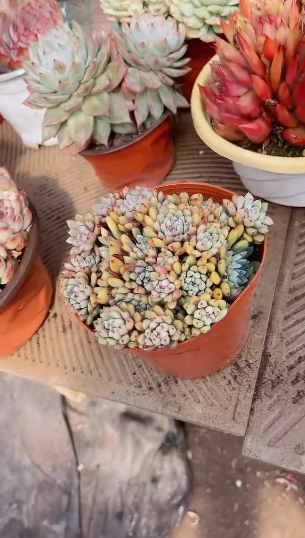 【闪购商品】11238