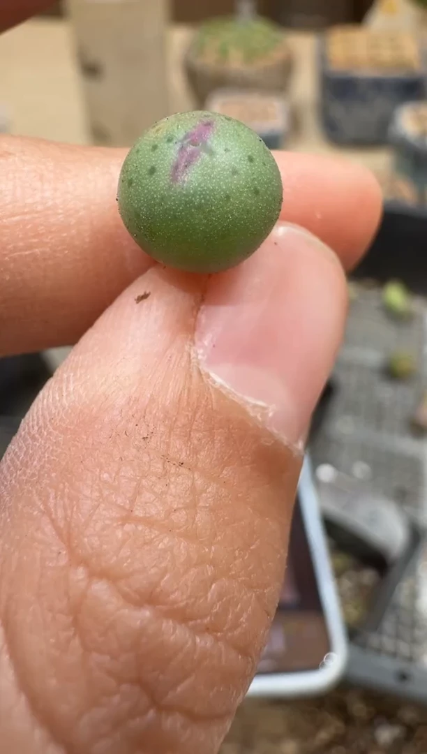 董***姐29-284多肉植物肉锥