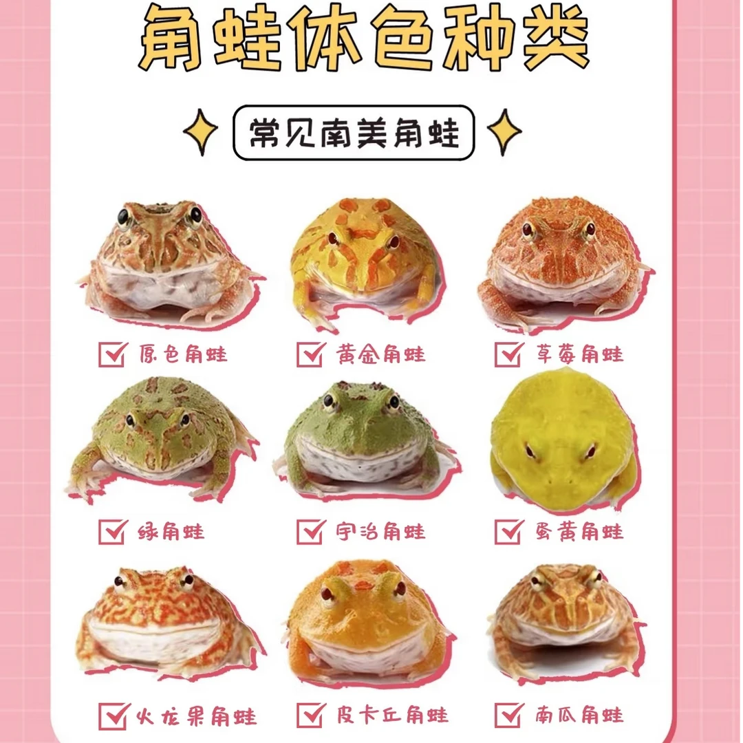 新手宠物角蛙活体绿角皮卡丘蝴蝶霸王钟角小丑等多种