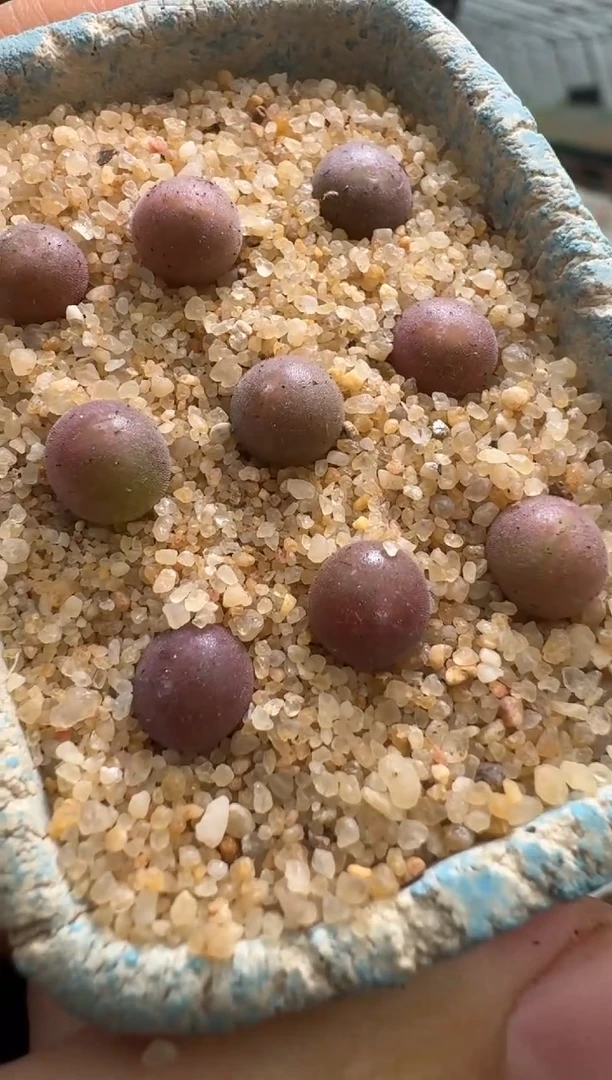 【闪购商品】1/23-50胭脂红空蝉一颗