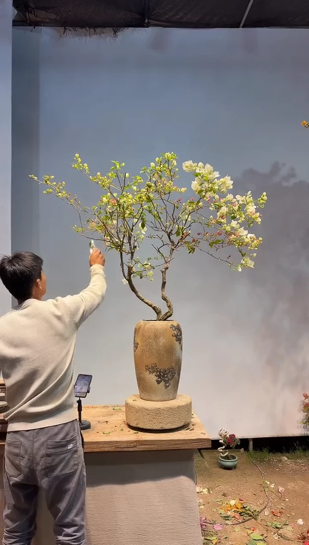 以实际为准三角梅5