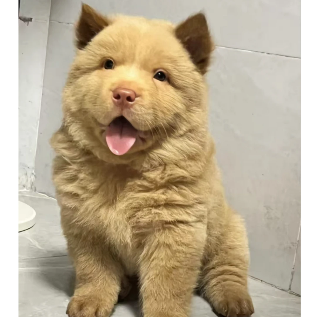 【广西土松犬】活体狗狗