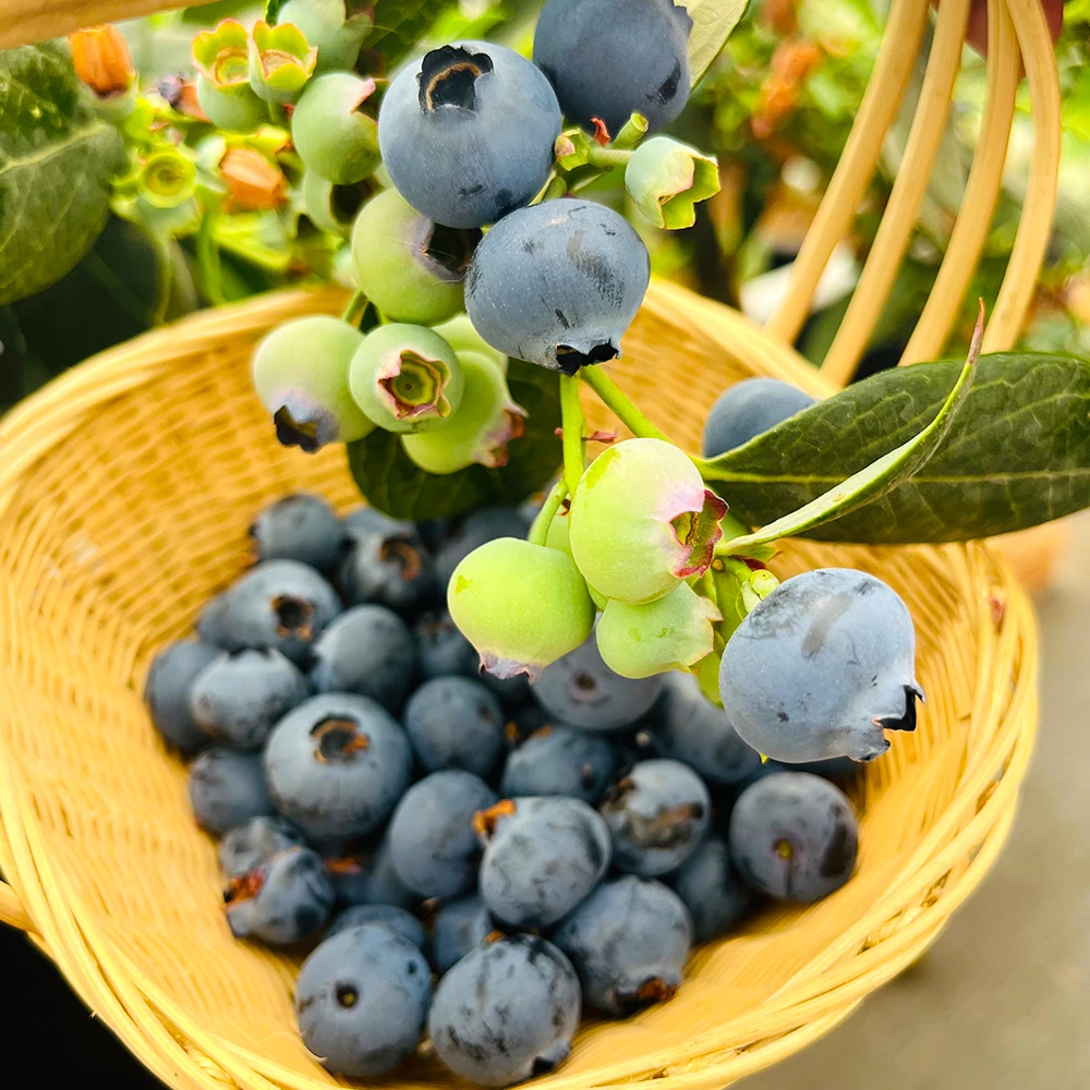 云南玫瑰香蓝莓125克/盒