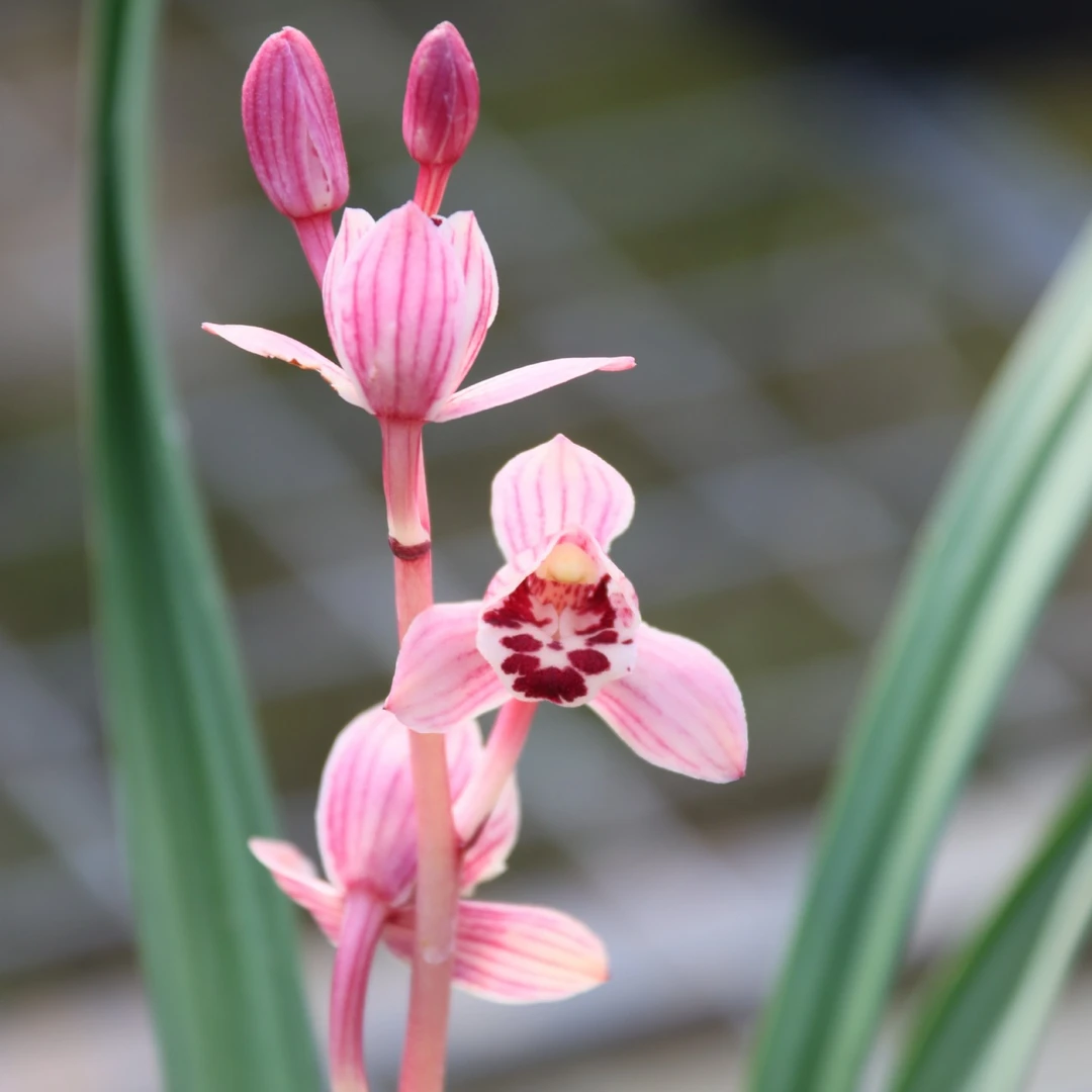 东方红荷丨建兰丨浓香型出水芙蓉丨荷瓣型