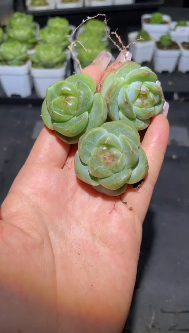 340森罗万象量拍发一颗