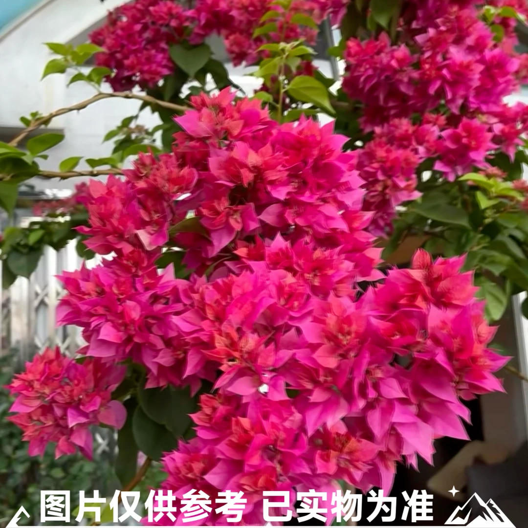【重瓣红】三角梅大苗带花苞易开花适合阳台庭院种植