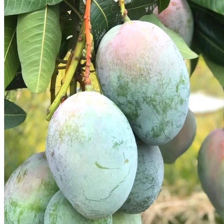 正宗攀枝花【凯特芒果】新鲜时令水果皮薄核小肉厚新鲜现摘热带水果
