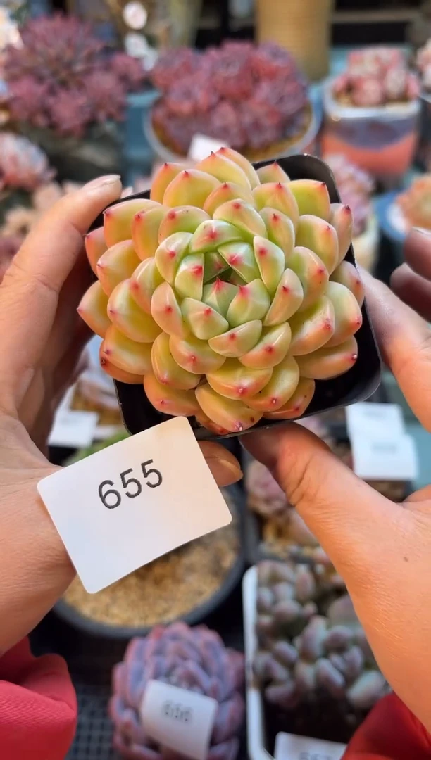 655单头个体多肉