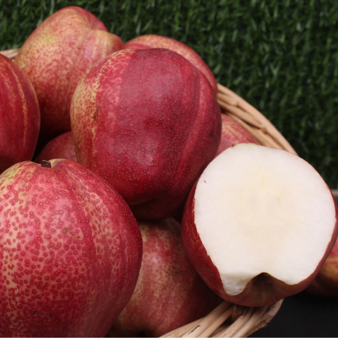 山东莱阳金红梨（小果）