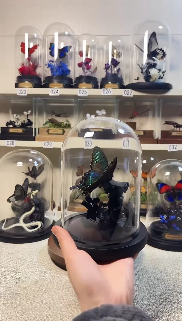 大自然的真实蝴蝶标本