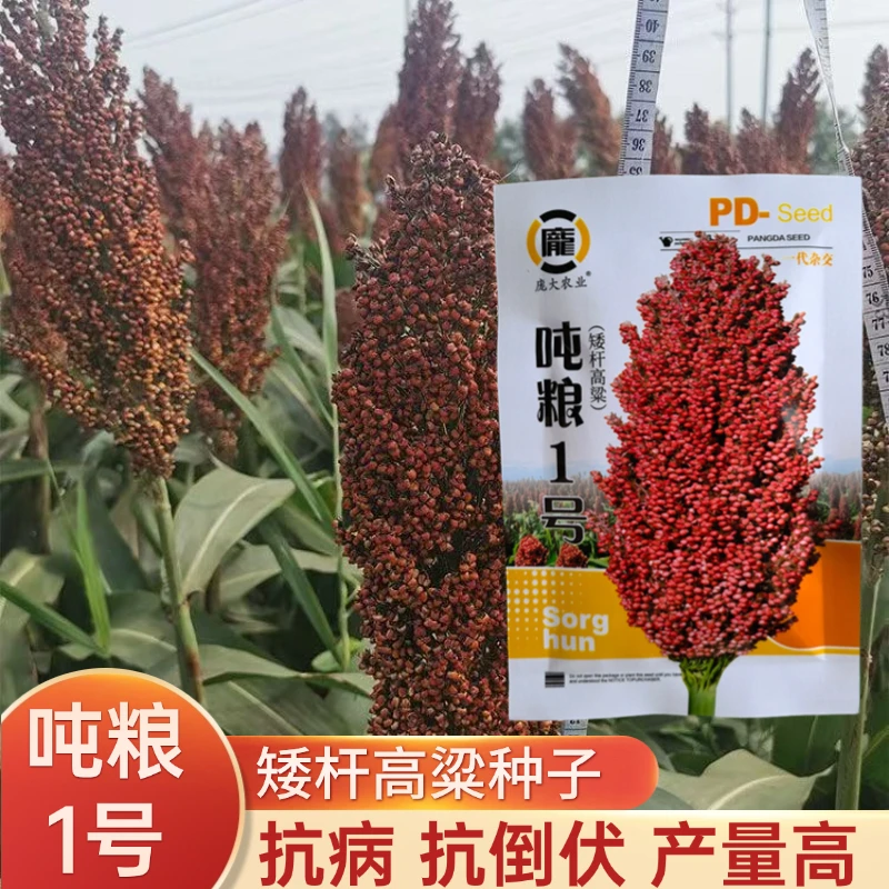 吨粮1号高粱种子杂交矮杆高粱种子高产抗病抗旱抗倒伏酿酒春季播
