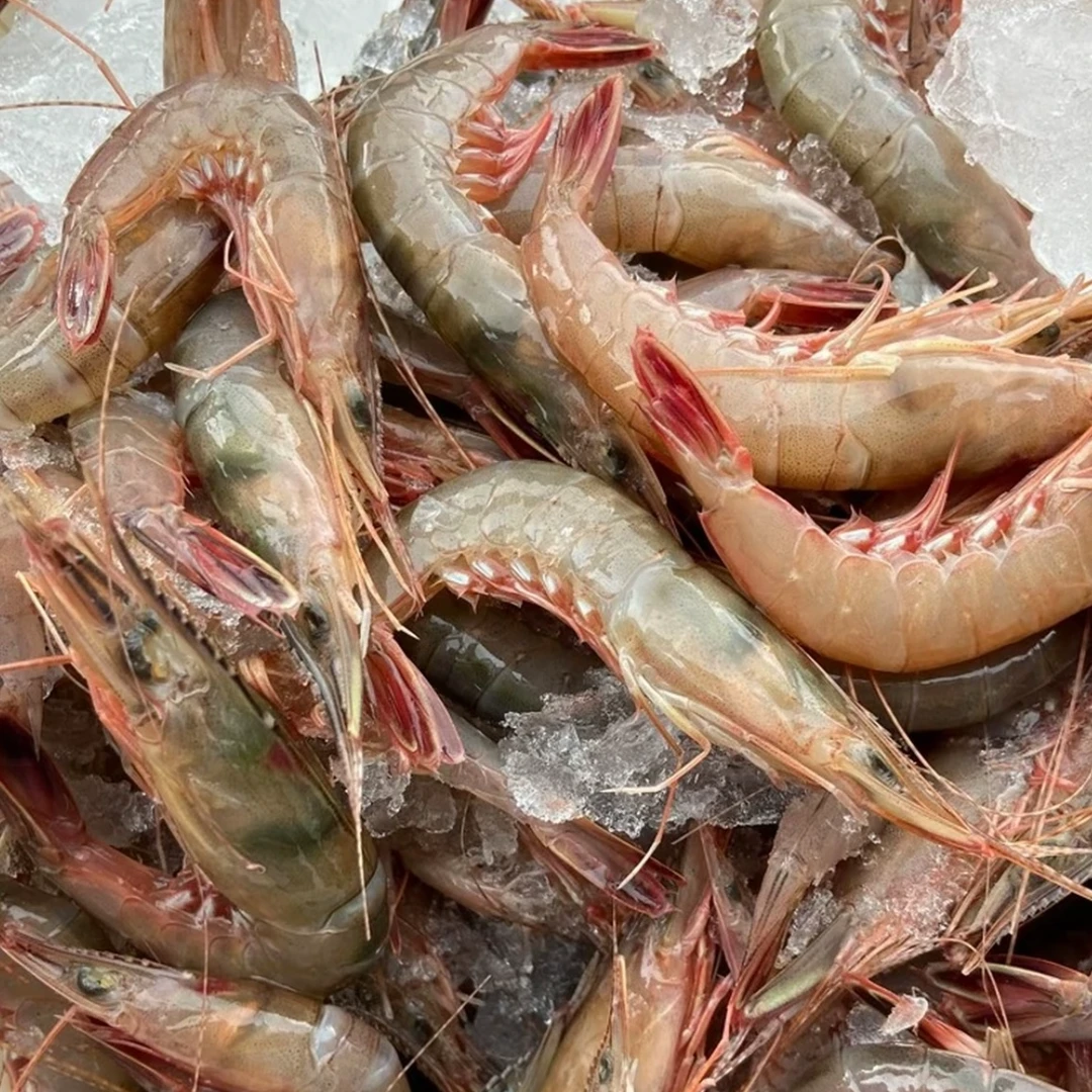 舟山海捕纯野生中号青壳滑皮虾  速冻鹰抓虾顺丰包邮