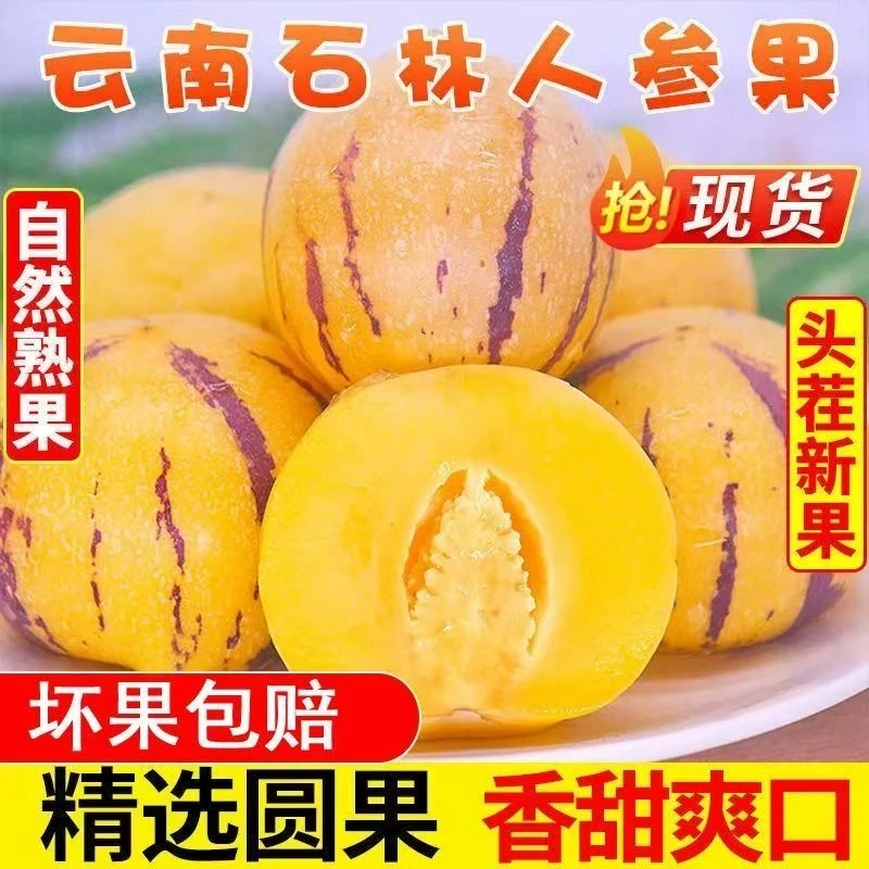【上海包邮】云南石林人参果精品大果新鲜人叁果水果七彩黄肉圆果