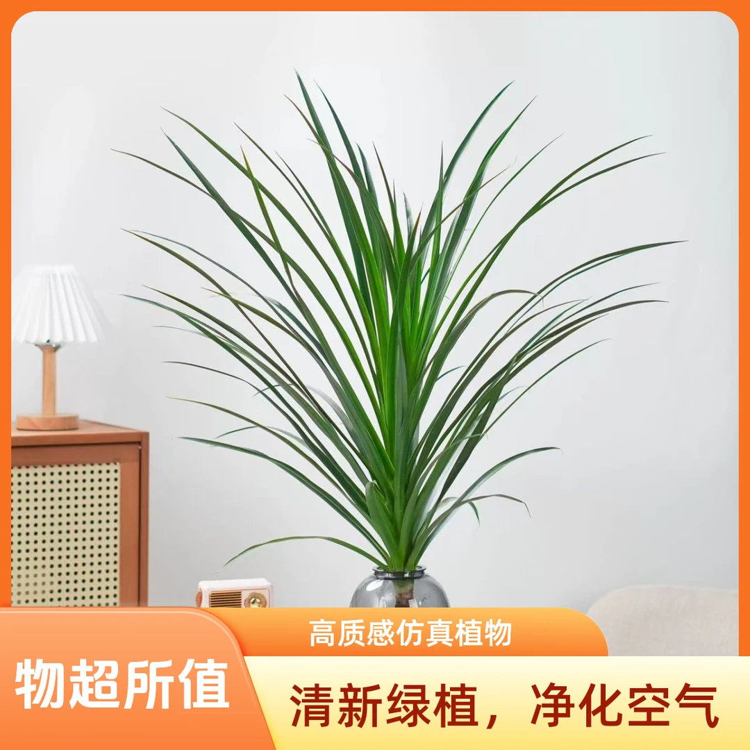 龙须龙血树室内客厅办公室大型阳台盆栽摆放绿植花卉美化环境庭院