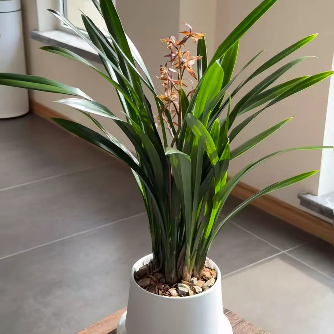 A A A【精品兰花】浓香墨兰企黑墨兰开花浓香型除甲醛室内花卉绿植